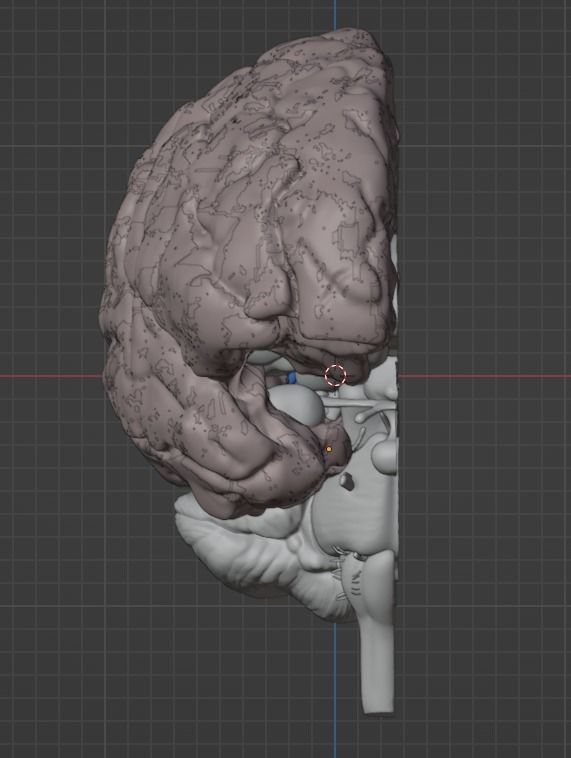 3D Model of Human Brain - Right Hemisphere 3D model 3D printable | CGTrader