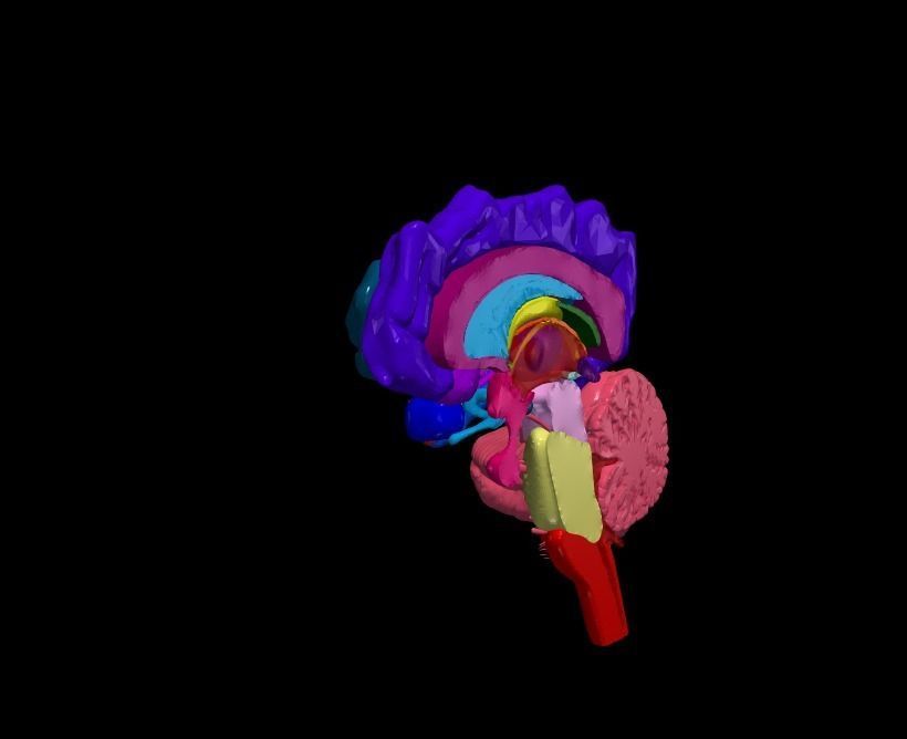 3D Model of Human Brain - Right Hemisphere 3D model 3D printable | CGTrader