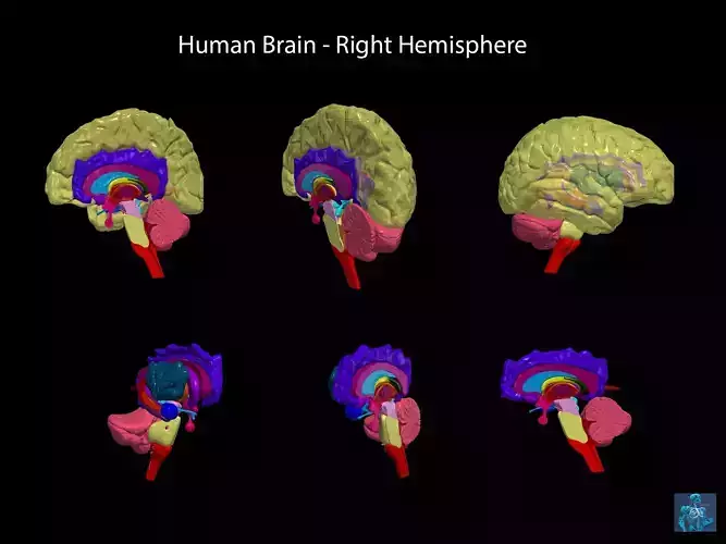 3D Model of Human Brain - Right Hemisphere 3D print model