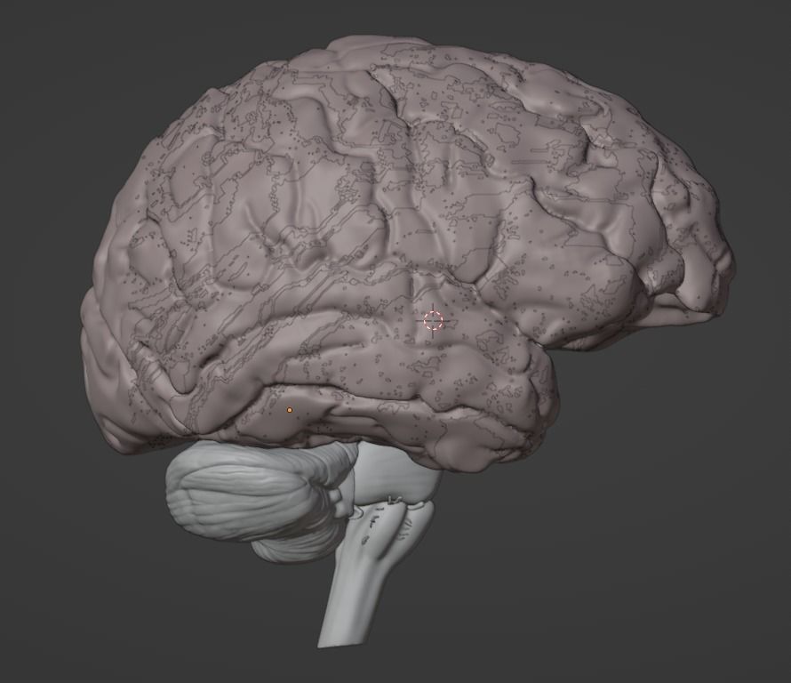 3D Model of Human Brain - Right Hemisphere 3D model 3D printable | CGTrader