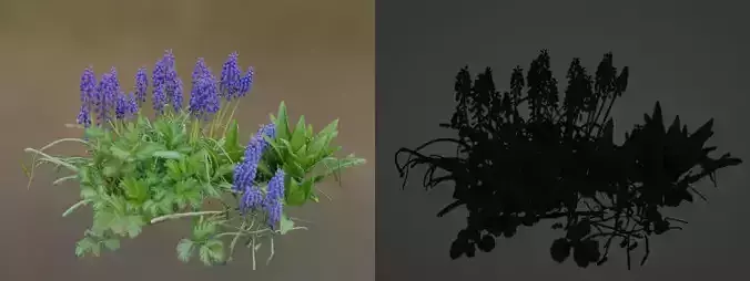 Purple flower - Grape hyacinth