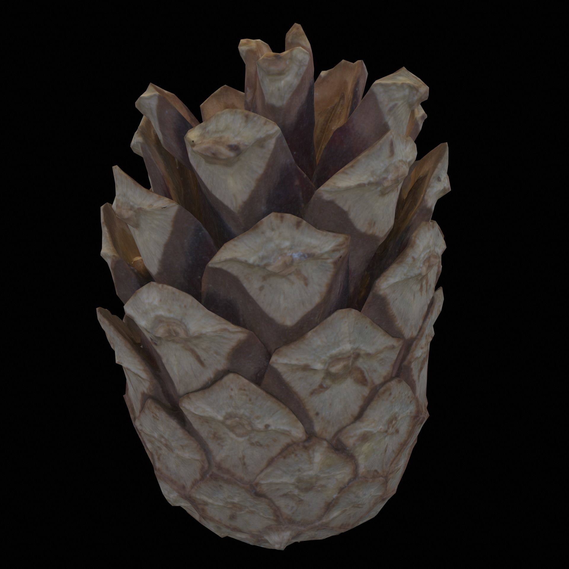 cone pine 3D model_1