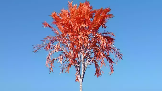 Tree Red - Maple Tree Low-poly 3D model