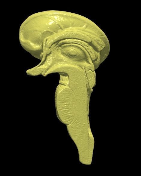 3D Model of Human Brain 3D model_17