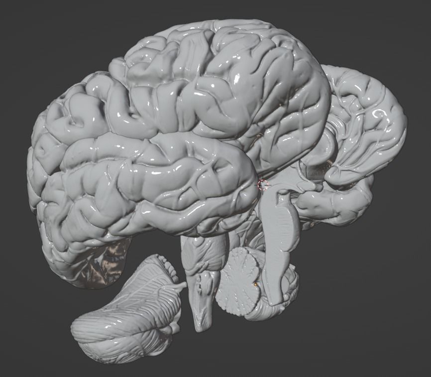 3D Model of Human Brain 3D model_60
