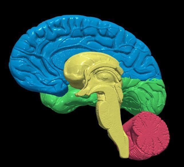 3D Model of Human Brain 3D model_9