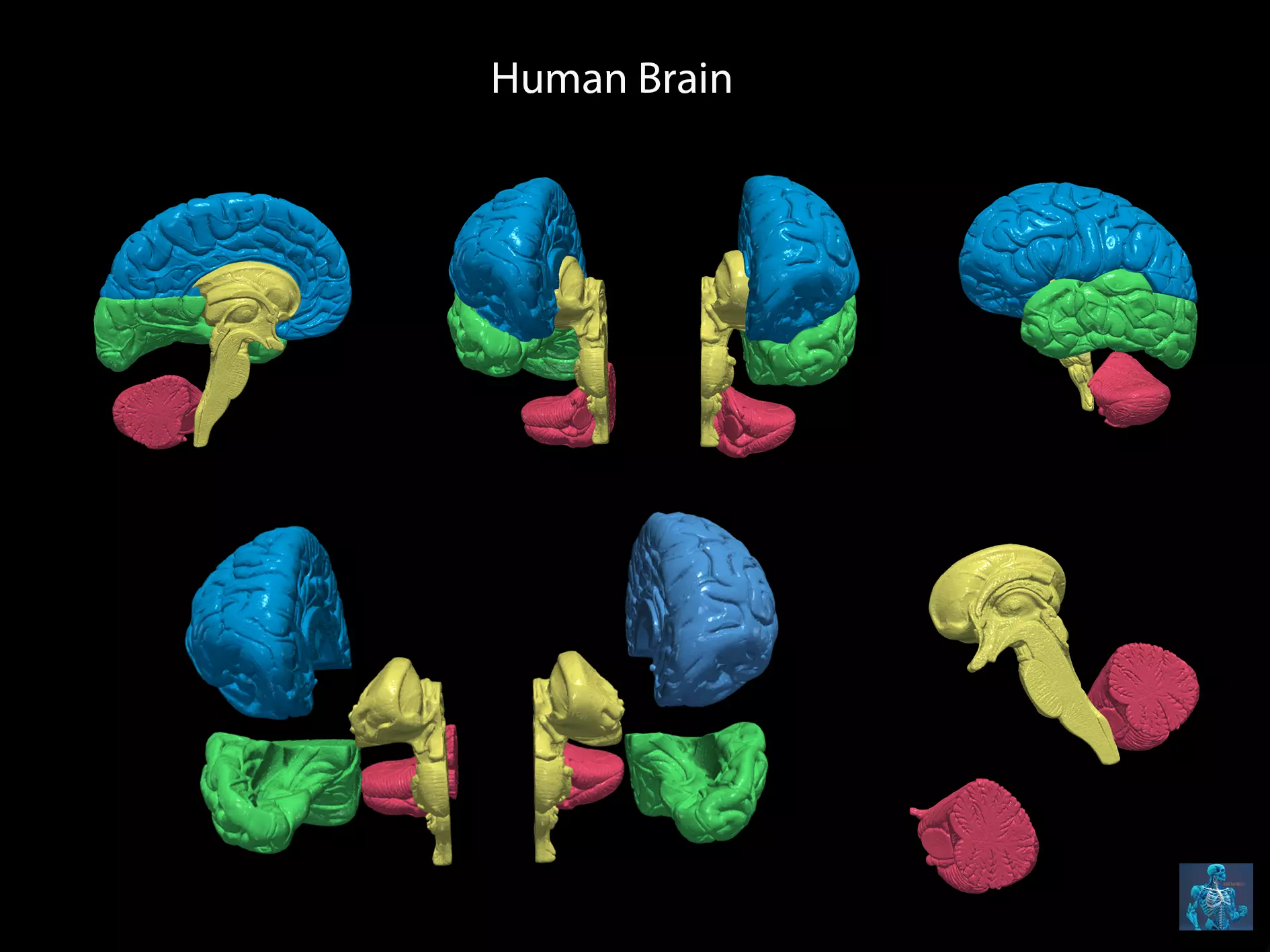 3D Model of Human Brain 3D model_0