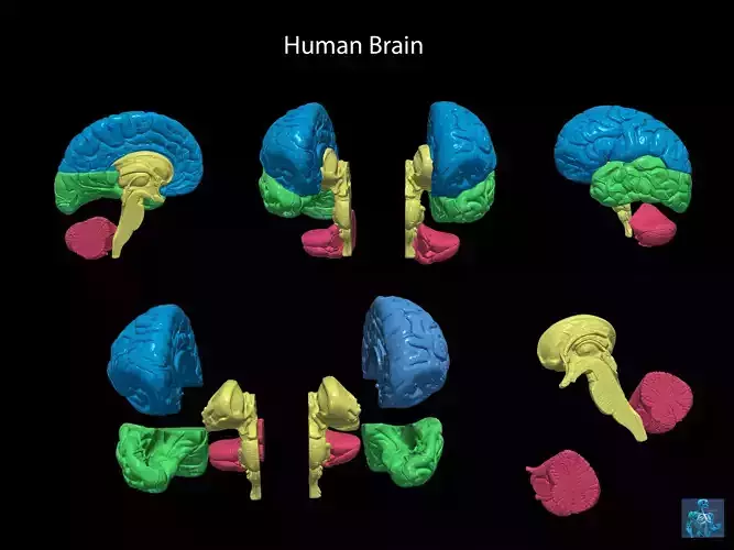 3D Model of Human Brain 3D model