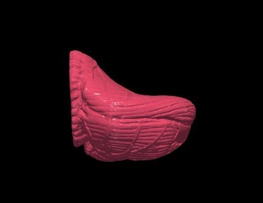 3D Model of Human Brain 3D model_16