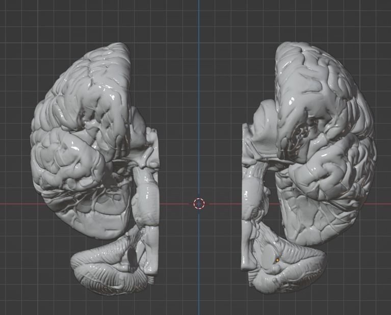 3D Model of Human Brain 3D model_56