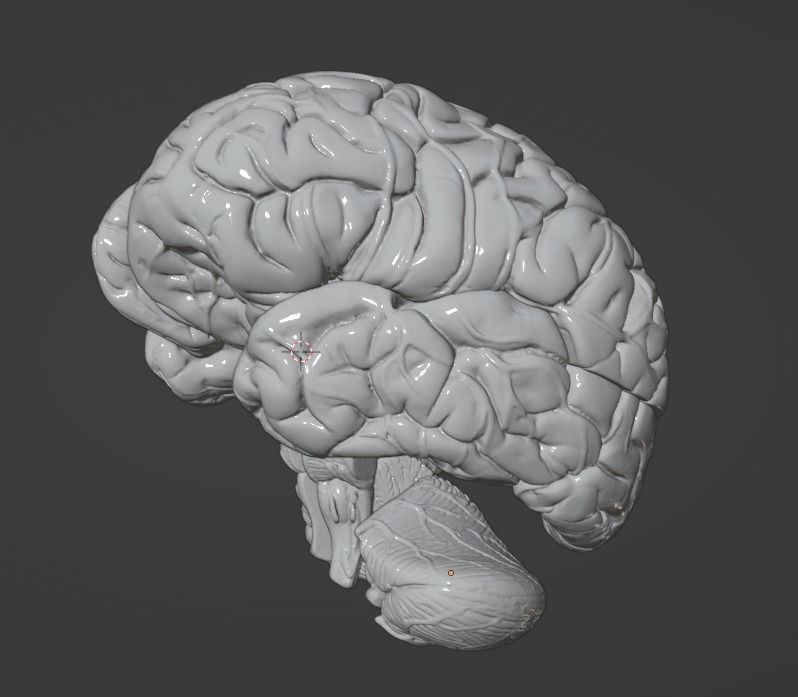 3D Model of Human Brain 3D model_57