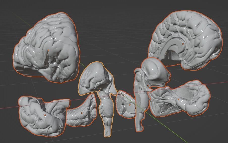 3D Model of Human Brain 3D model_22