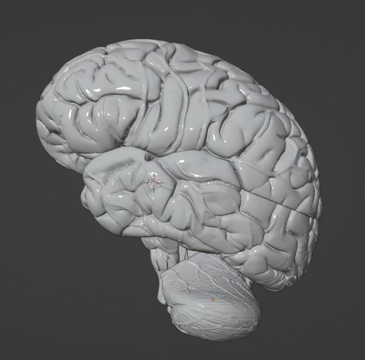3D Model of Human Brain 3D model_58