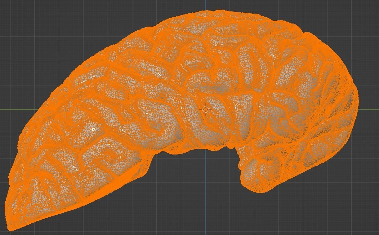 3D Model of Human Brain 3D model_24
