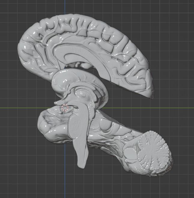 3D Model of Human Brain 3D model_27