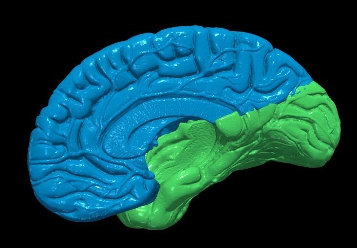 3D Model of Human Brain 3D model_5