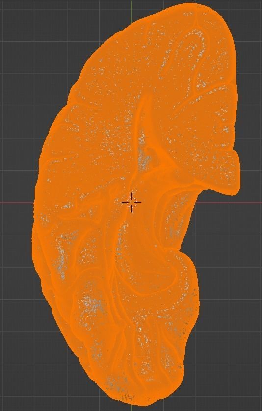3D Model of Human Brain 3D model_40