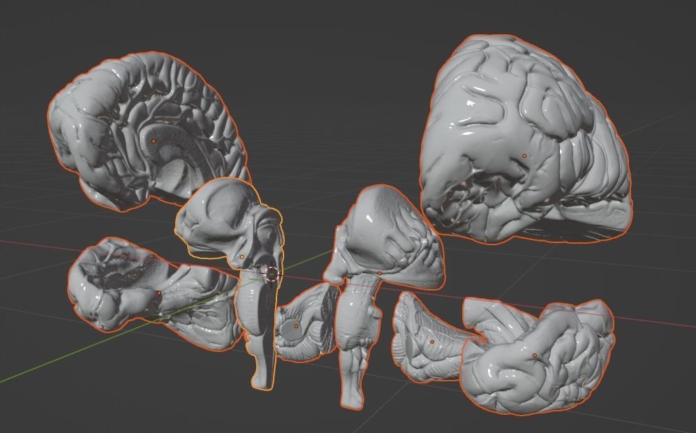 3D Model of Human Brain 3D model_19