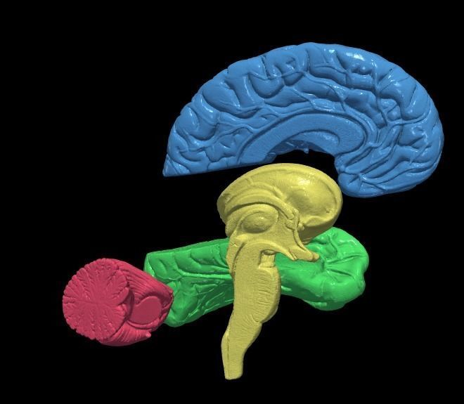 3D Model of Human Brain 3D model_10