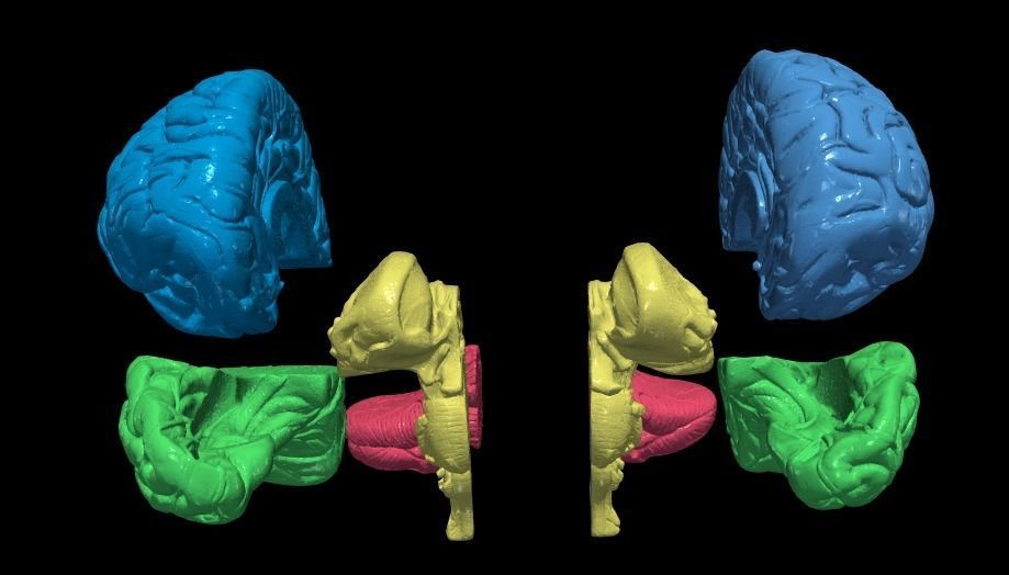 3D Model of Human Brain 3D model_12