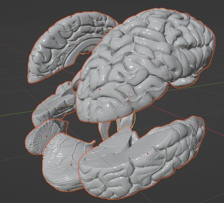 3D Model of Human Brain 3D model_21