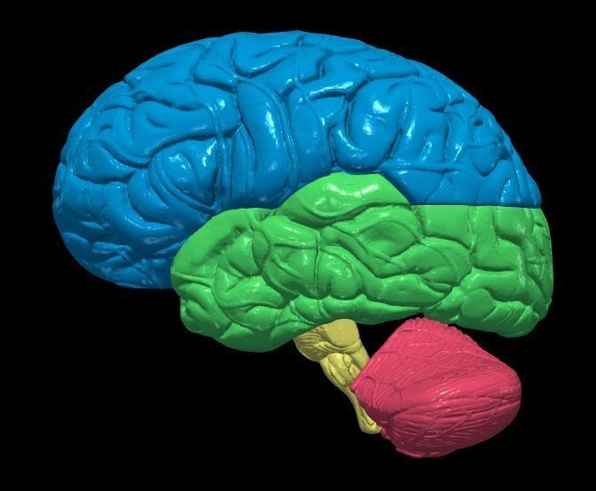 3D Model of Human Brain 3D model_3