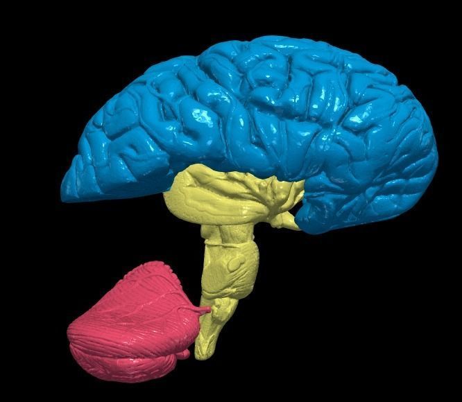 3D Model of Human Brain 3D model_7