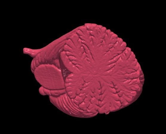 3D Model of Human Brain 3D model_15