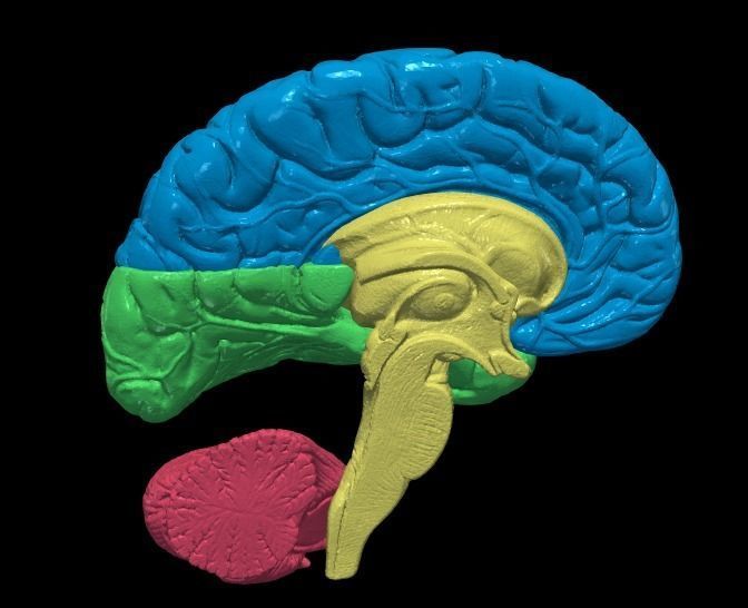 3D Model of Human Brain 3D model_4