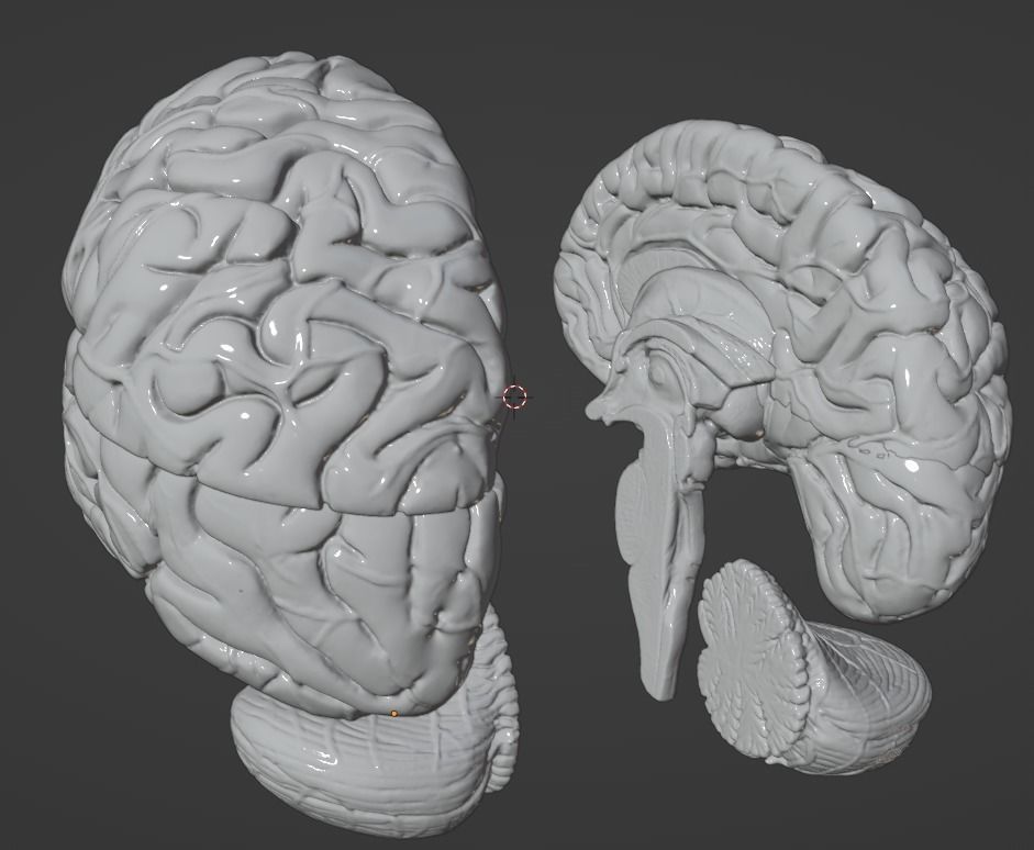 3D Model of Human Brain 3D model_62