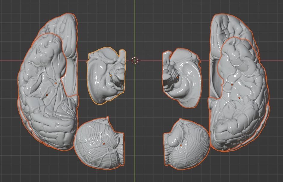 3D Model of Human Brain 3D model_25