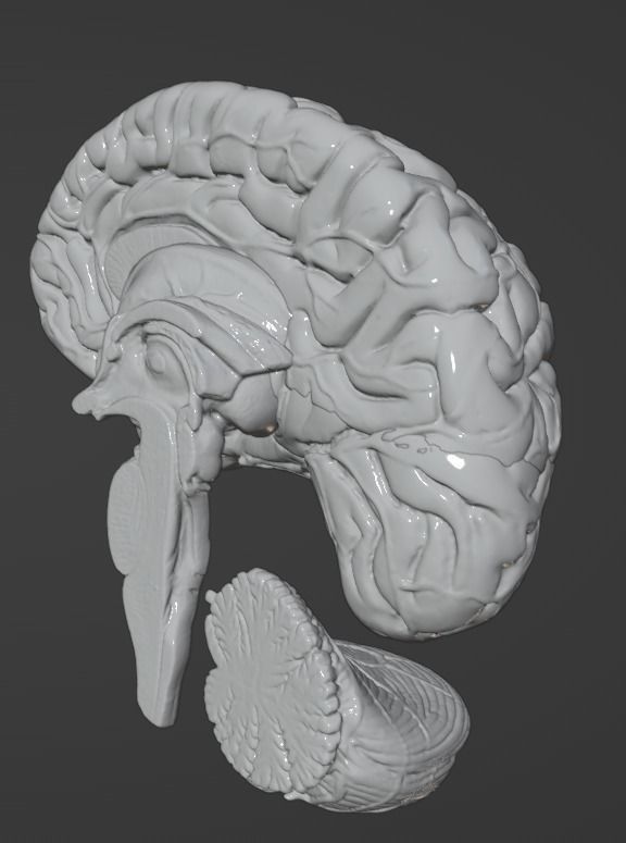 3D Model of Human Brain 3D model_54