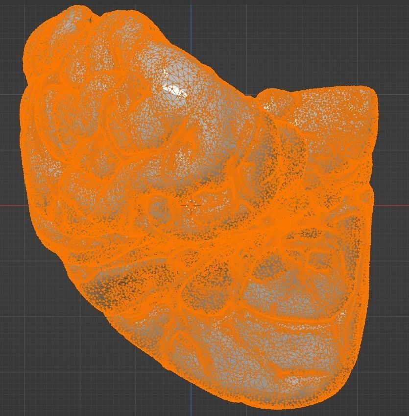 3D Model of Human Brain 3D model_32