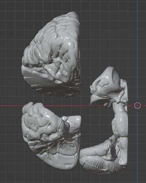 3D Model of Human Brain 3D model_26