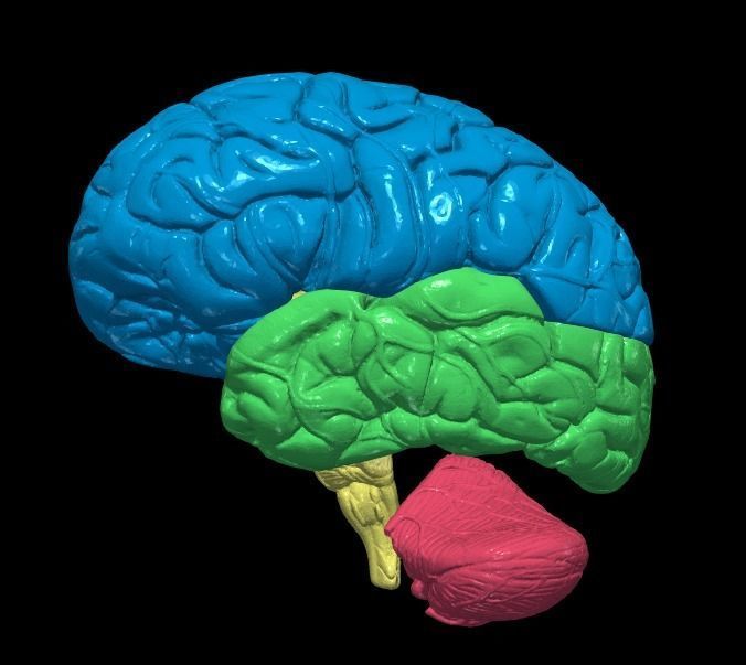 3D Model of Human Brain 3D model_2