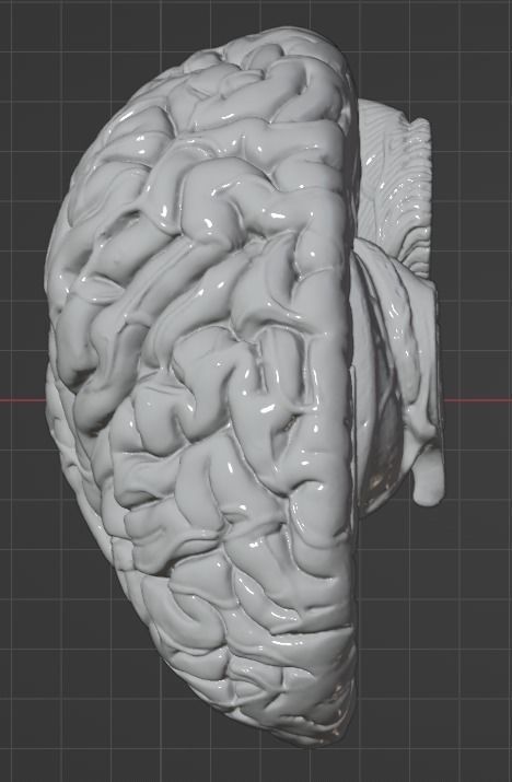3D Model of Human Brain 3D model_51
