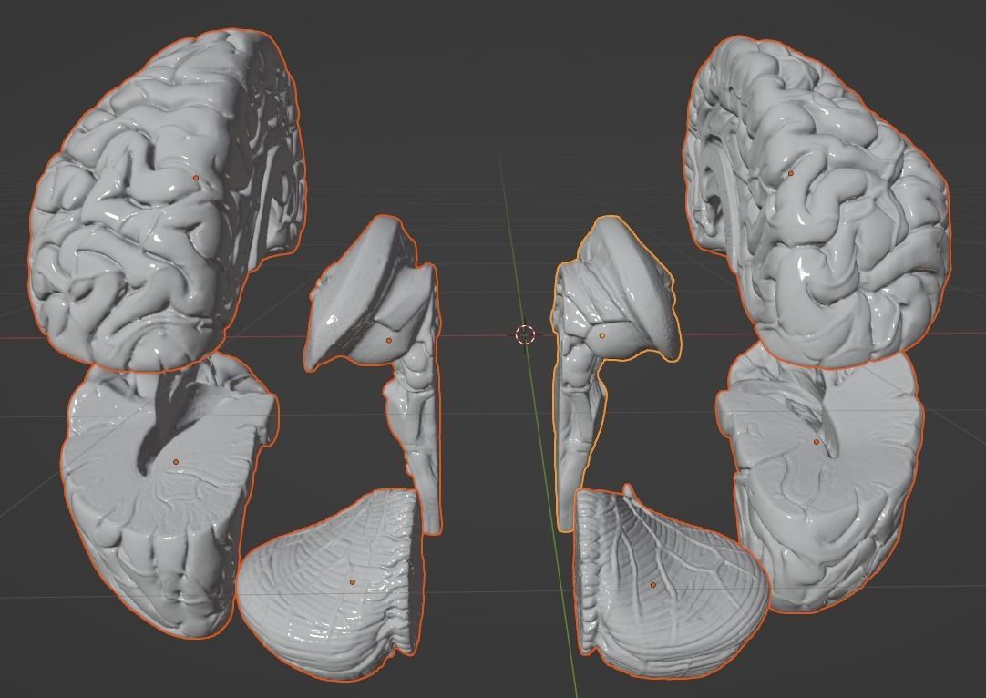 3D Model of Human Brain 3D model_20