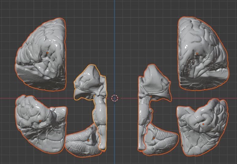 3D Model of Human Brain 3D model_18