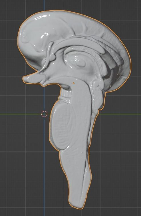 3D Model of Human Brain 3D model_49