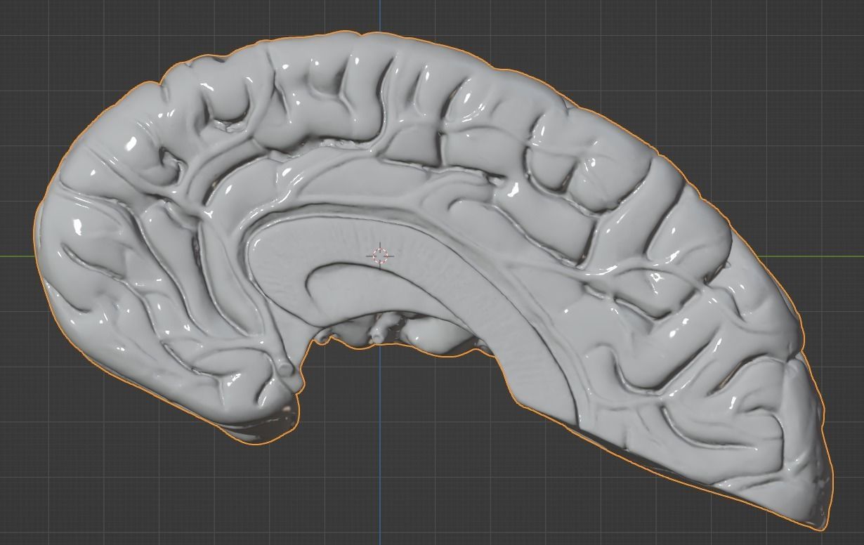 3D Model of Human Brain 3D model_28
