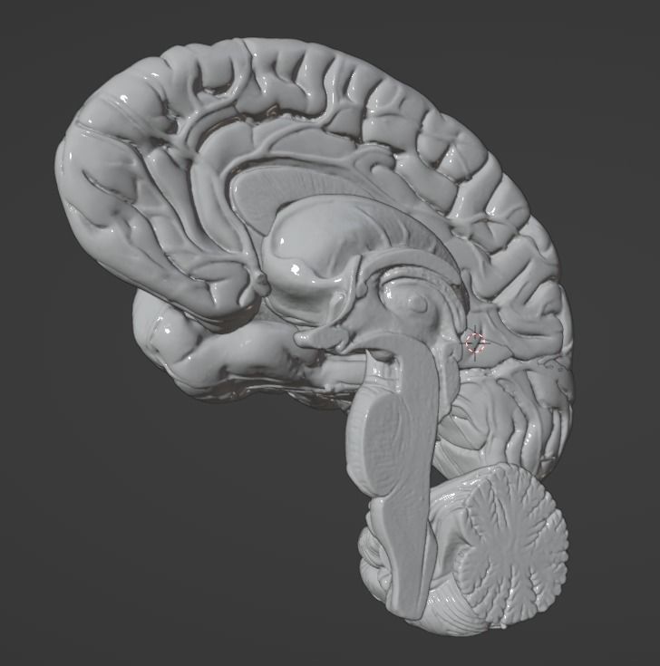 3D Model of Human Brain 3D model_55