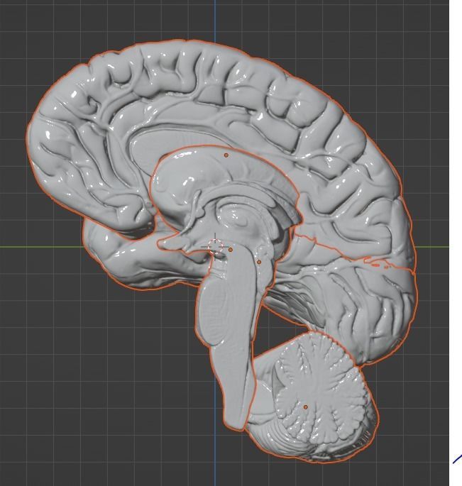3D Model of Human Brain 3D model_50