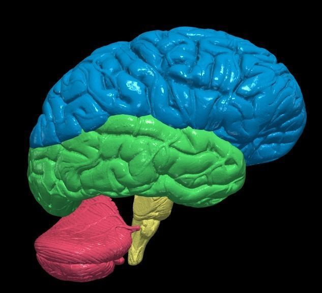 3D Model of Human Brain 3D model_8