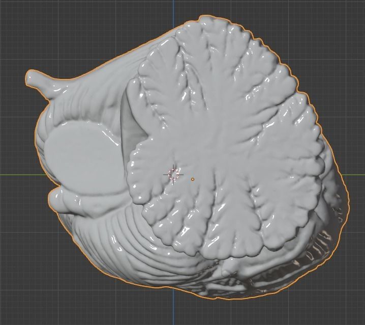3D Model of Human Brain 3D model_45