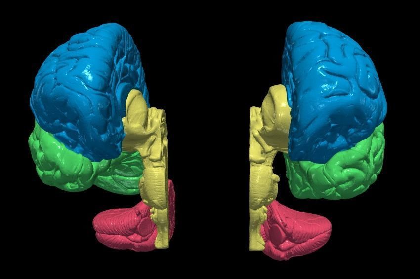 3D Model of Human Brain 3D model_11