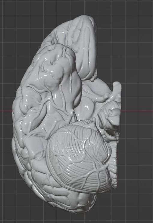 3D Model of Human Brain 3D model_52