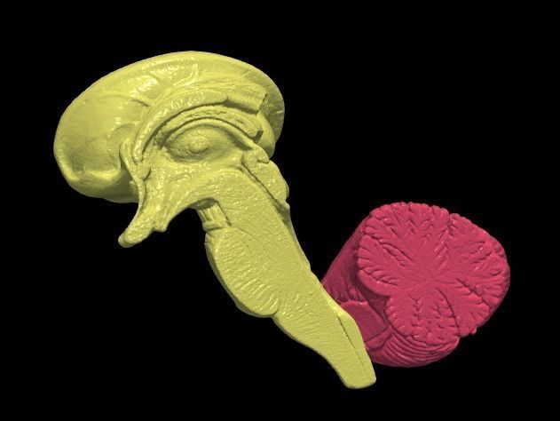 3D Model of Human Brain 3D model_14
