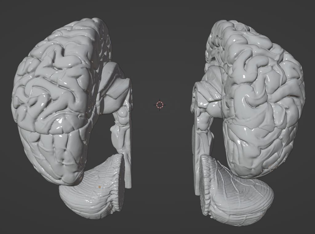 3D Model of Human Brain 3D model_61