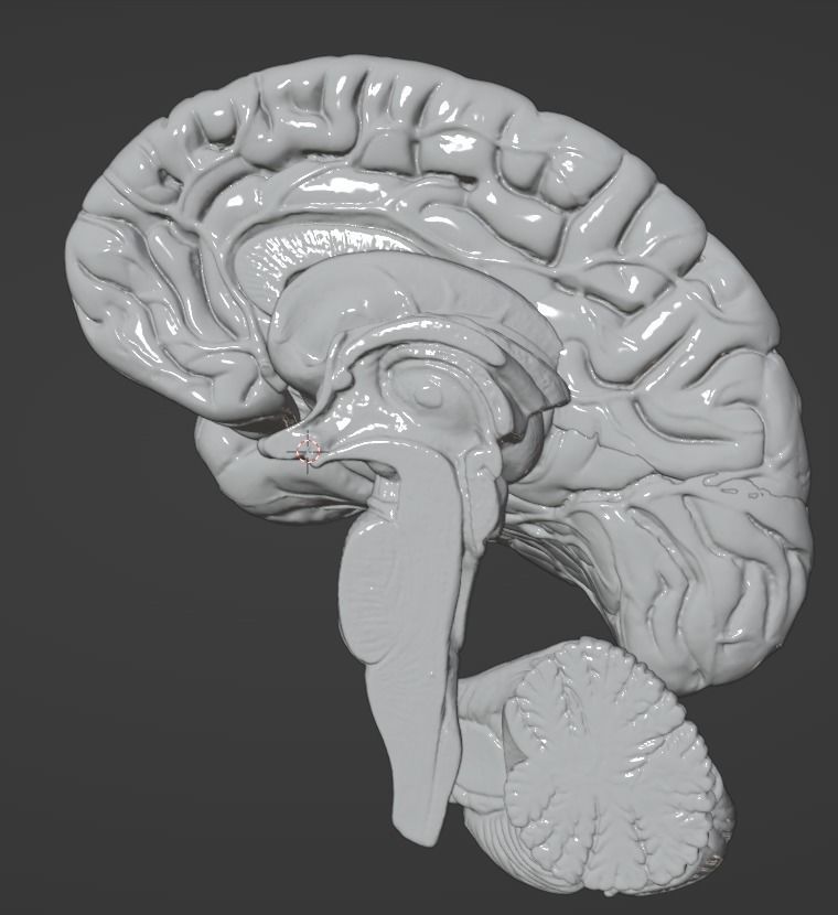 3D Model of Human Brain 3D model_53