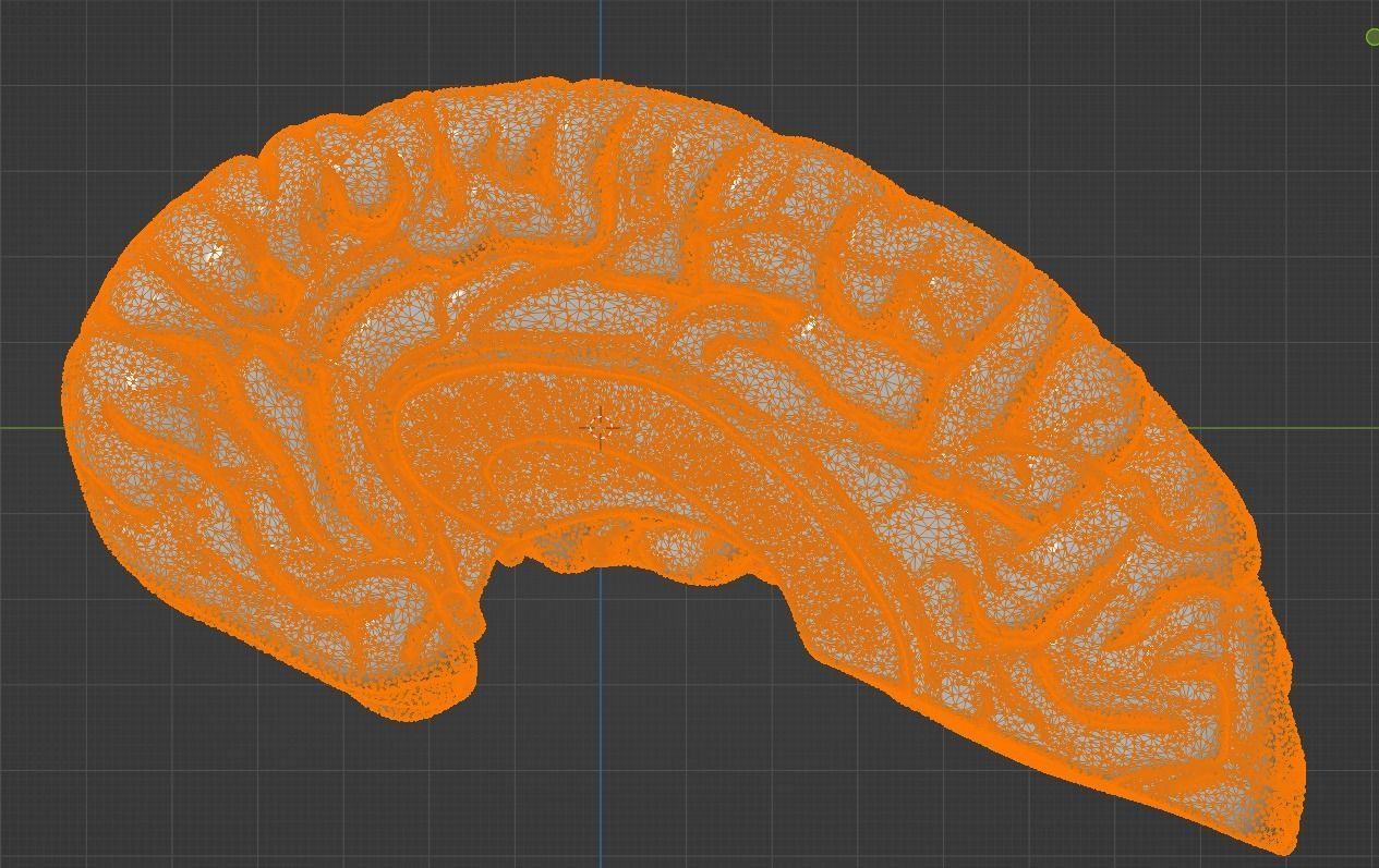 3D Model of Human Brain 3D model_29